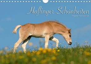 Haflinger Schönheiten (Wandkalender 2021 DIN A4 quer) von Dünisch - www.Ramona-Duenisch.de,  Ramona