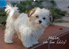 Hallo, ich bin Lilly (Wandkalender 2023 DIN A2 quer) von Kuttig,  Siegfried