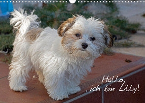 Hallo, ich bin Lilly (Wandkalender 2023 DIN A3 quer) von Kuttig,  Siegfried