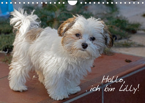 Hallo, ich bin Lilly (Wandkalender 2023 DIN A4 quer) von Kuttig,  Siegfried