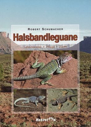 Halsbandleguane von Schumacher,  Robert