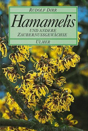 Hamamelis von Dirr,  Rudolf