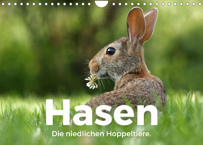 Hasen – Die niedlichen Hoppeltiere. (Wandkalender 2022 DIN A4 quer) von Scott,  M.