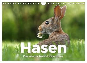 Hasen – Die niedlichen Hoppeltiere. (Wandkalender 2024 DIN A4 quer), CALVENDO Monatskalender von Scott,  M.