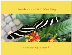 Hast du schon mal einen Schmetterling in Schwarz-Weiß gesehen? von Buss,  Björn-Lars