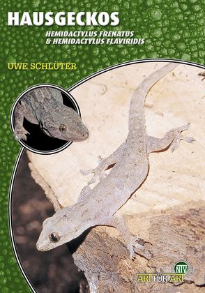 Hausgeckos von Schlüter,  Uwe