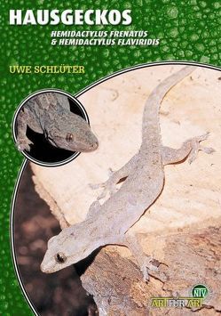 Hausgeckos von Schlüter,  Uwe