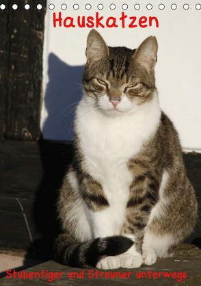 Hauskatzen (Tischkalender 2020 DIN A5 hoch) von Lindert-Rottke,  Antje