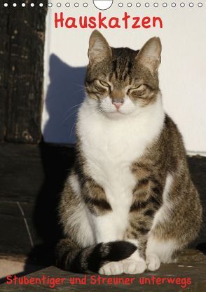 Hauskatzen (Wandkalender 2019 DIN A4 hoch) von Lindert-Rottke,  Antje