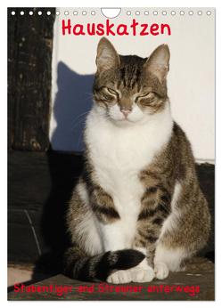 Hauskatzen (Wandkalender 2024 DIN A4 hoch), CALVENDO Monatskalender von Lindert-Rottke,  Antje