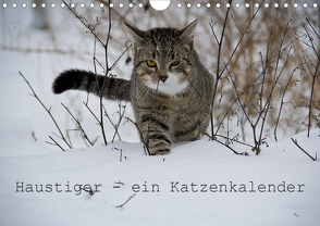 Haustiger – Ein Katzenkalender (Wandkalender 2021 DIN A4 quer) von Becker,  J.