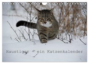 Haustiger – Ein Katzenkalender (Wandkalender 2024 DIN A4 quer), CALVENDO Monatskalender von Becker,  J.