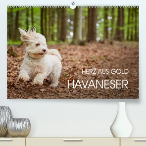 Havaneser – Herz aus Gold (Premium, hochwertiger DIN A2 Wandkalender 2023, Kunstdruck in Hochglanz) von Mayer,  Peter