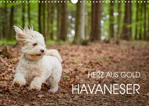 Havaneser – Herz aus Gold (Wandkalender 2022 DIN A3 quer) von Mayer,  Peter