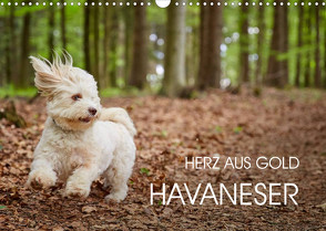 Havaneser – Herz aus Gold (Wandkalender 2023 DIN A3 quer) von Mayer,  Peter