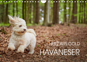 Havaneser – Herz aus Gold (Wandkalender 2023 DIN A4 quer) von Mayer,  Peter