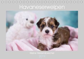 Havaneserwelpen – Kleine Herzensbrecher (Tischkalender 2019 DIN A5 quer) von Tauschnik,  Nicole