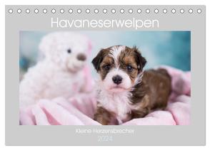 Havaneserwelpen – Kleine Herzensbrecher (Tischkalender 2024 DIN A5 quer), CALVENDO Monatskalender von Tauschnik,  Nicole