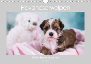 Havaneserwelpen – Kleine Herzensbrecher (Wandkalender 2019 DIN A4 quer) von Tauschnik,  Nicole