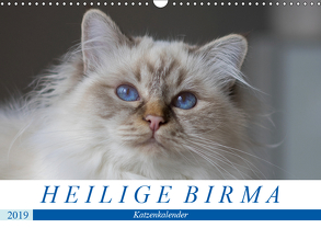 Heilige Birma Katzen (Wandkalender 2019 DIN A3 quer) von Münch,  Michaela