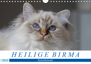 Heilige Birma Katzen (Wandkalender 2019 DIN A4 quer) von Münch,  Michaela