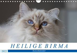 Heilige Birma Katzenkalender (Wandkalender 2022 DIN A4 quer) von Münch,  Michaela