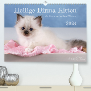 Heilige Birma Kitten – ein Traum auf weißen Pfötchen (hochwertiger Premium Wandkalender 2024 DIN A2 quer), Kunstdruck in Hochglanz von Thoms,  Michaela