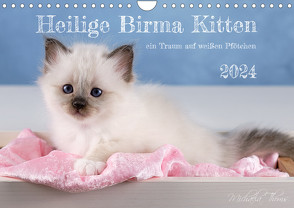 Heilige Birma Kitten – ein Traum auf weißen Pfötchen (Wandkalender 2024 DIN A4 quer), CALVENDO Monatskalender von Thoms,  Michaela