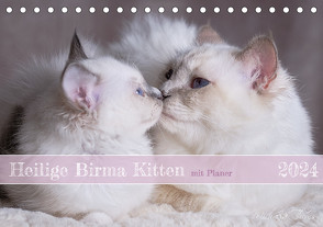 Heilige Birma Kitten mit Planer (Tischkalender 2024 DIN A5 quer) von Thoms,  Michaela