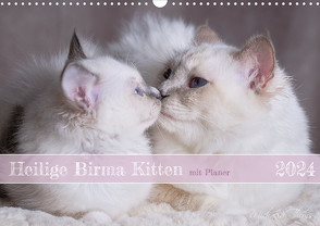 Heilige Birma Kitten mit Planer (Wandkalender 2024 DIN A3 quer), CALVENDO Monatskalender von Thoms,  Michaela