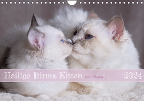 Heilige Birma Kitten mit Planer (Wandkalender 2024 DIN A4 quer), CALVENDO Monatskalender von Thoms,  Michaela