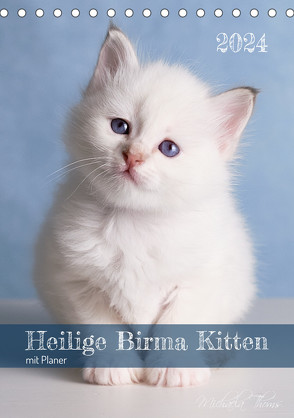 Heilige Birma Kittenkalender mit Planer (Tischkalender 2024 DIN A5 hoch), CALVENDO Monatskalender von Thoms,  Michaela