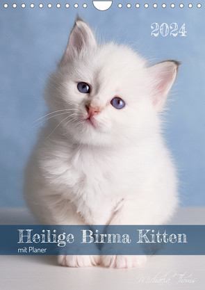 Heilige Birma Kittenkalender mit Planer (Wandkalender 2024 DIN A4 hoch), CALVENDO Monatskalender von Thoms,  Michaela