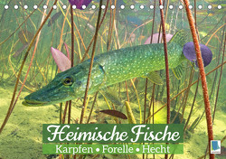 Heimische Fische: Karpfen, Forelle, Hecht (Tischkalender 2023 DIN A5 quer) von CALVENDO