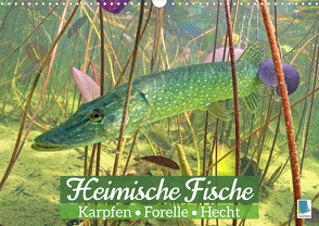 Heimische Fische: Karpfen, Forelle, Hecht (Wandkalender 2023 DIN A3 quer) von CALVENDO