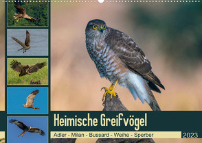 Heimische GREIFVÖGEL Adler Milan Bussard Weihe Sperber (Wandkalender 2023 DIN A2 quer) von Wünsche,  Arne