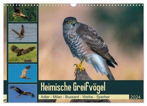 Heimische GREIFVÖGEL Adler Milan Bussard Weihe Sperber (Wandkalender 2024 DIN A3 quer), CALVENDO Monatskalender von Wünsche,  Arne