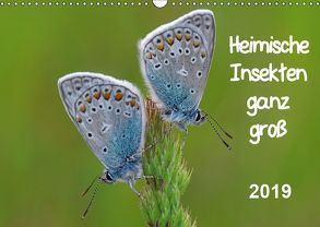 Heimische Insekten ganz GROSS (Wandkalender 2019 DIN A3 quer) von Wolf,  Gerald