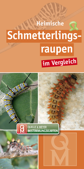 Heimische Schmetterlingsraupen im Vergleich von Quelle & Meyer Verlag