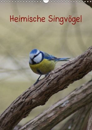 Heimische Singvögel (Wandkalender 2018 DIN A3 hoch) von kattobello