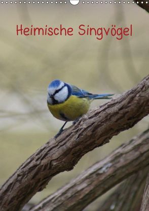 Heimische Singvögel (Wandkalender 2019 DIN A3 hoch) von kattobello