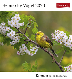 Heimische Vögel Kalender 2020 von Harenberg