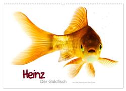 Heinz – Der Goldfisch (Wandkalender 2024 DIN A2 quer), CALVENDO Monatskalender von Wehrle & Uwe Frank www.blackwhite.de,  Ralf