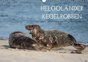 Helgoländer Kegelrobben (Wandkalender 2019 DIN A3 quer) von Quentin,  Udo