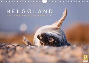 Helgoland – Das Leben auf der Düne Helgolands (Wandkalender 2022 DIN A4 quer) von Jackson,  Lain