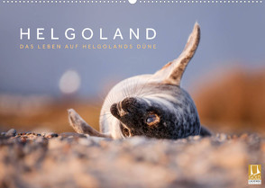 Helgoland – Das Leben auf der Düne Helgolands (Wandkalender 2023 DIN A2 quer) von Jackson,  Lain