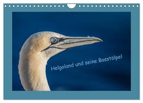 Helgoland und seine Basstölpel (Wandkalender 2024 DIN A4 quer), CALVENDO Monatskalender von von der Heyde,  Wiebke