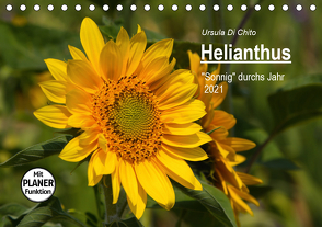 Helianthus (Tischkalender 2021 DIN A5 quer) von Di Chito,  Ursula