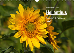 Helianthus (Wandkalender 2020 DIN A3 quer) von Di Chito,  Ursula