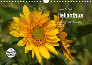 Helianthus (Wandkalender 2020 DIN A4 quer) von Di Chito,  Ursula